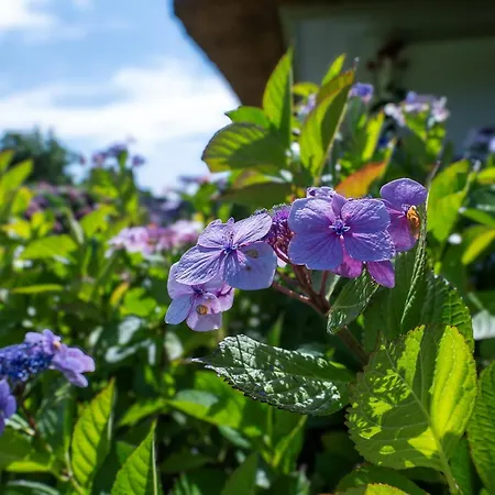 Ferienhaus Hortensia Hüs